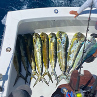 Caribsea Sportfishing